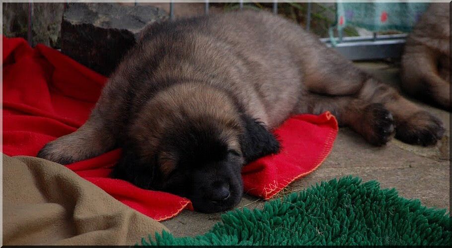 leonberger 035.jpg